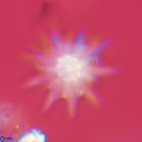 Discoaster limbatus 70681