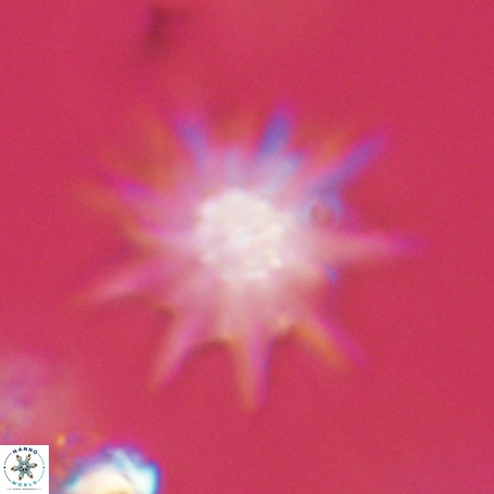 Discoaster limbatus 70681