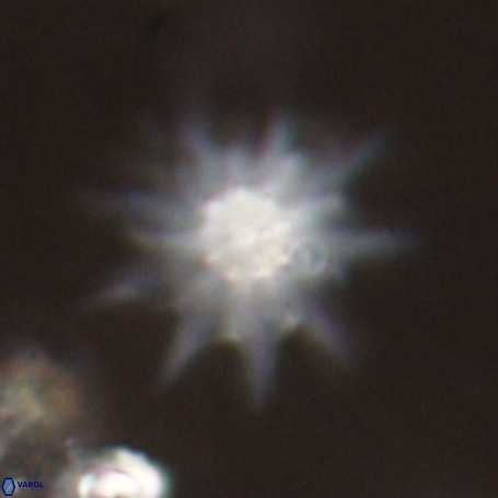 Discoaster limbatus 70682