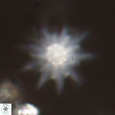 Discoaster limbatus 70682