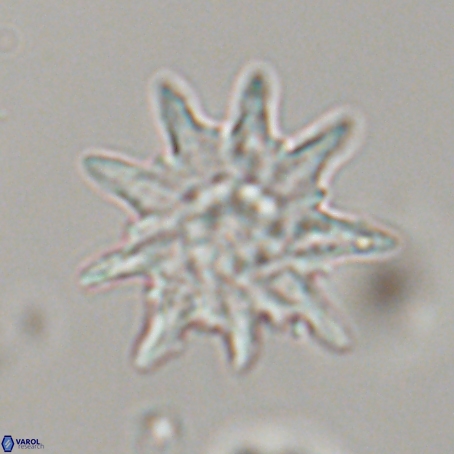 Discoaster limbatus 70694