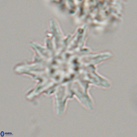 Discoaster limbatus 70695
