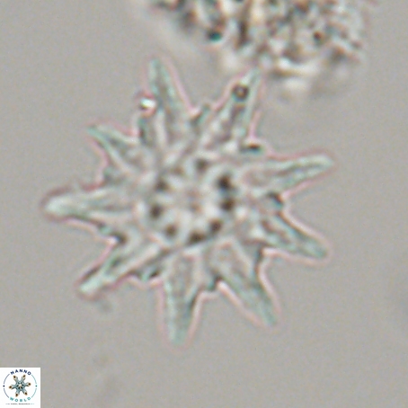 Discoaster limbatus 70695