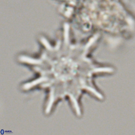 Discoaster limbatus 70696