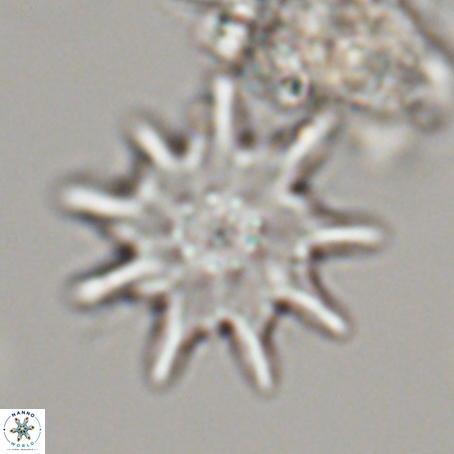 Discoaster limbatus 70696