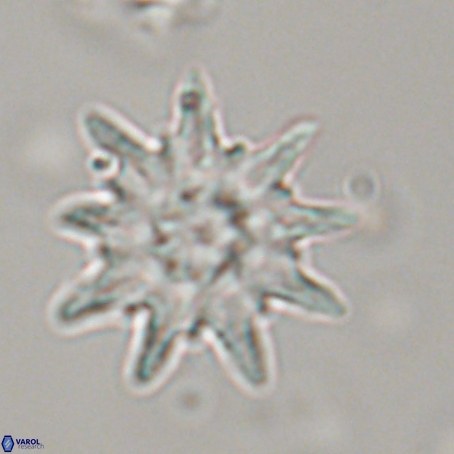 Discoaster limbatus 70697