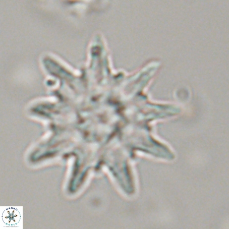 Discoaster limbatus 70697
