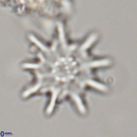 Discoaster limbatus 70698