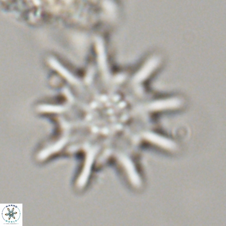 Discoaster limbatus 70698