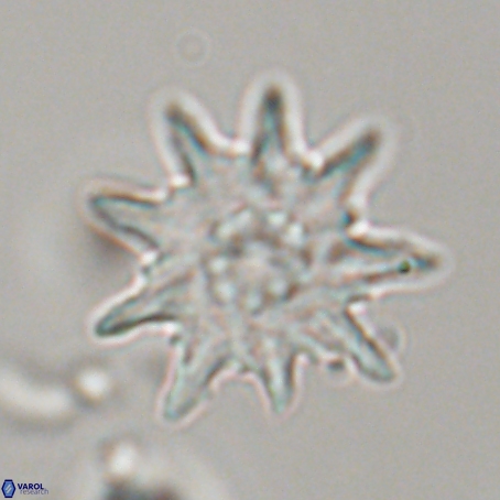 Discoaster limbatus 70691