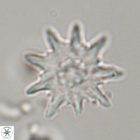 Discoaster limbatus 70691