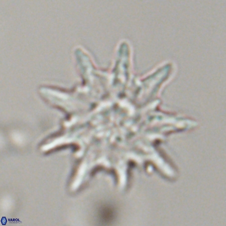 Discoaster limbatus 70692