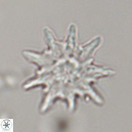 Discoaster limbatus 70692