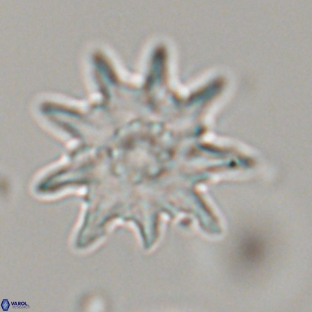 Discoaster limbatus 70693