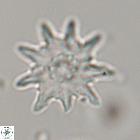 Discoaster limbatus 70693