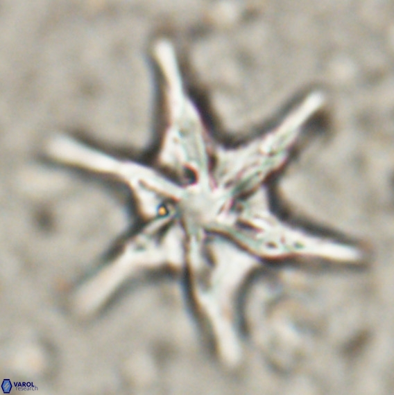 Discoaster lodoensis VR 025455