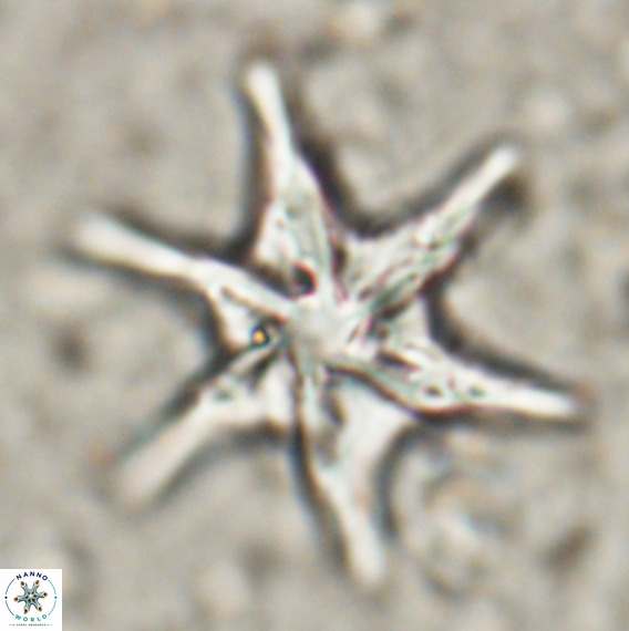 Discoaster lodoensis VR 025455
