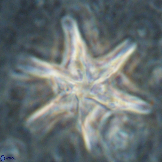Discoaster lodoensis VR 025456