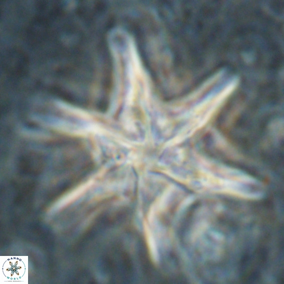 Discoaster lodoensis VR 025456