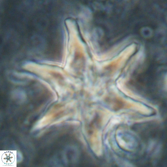 Discoaster lodoensis VR 025457