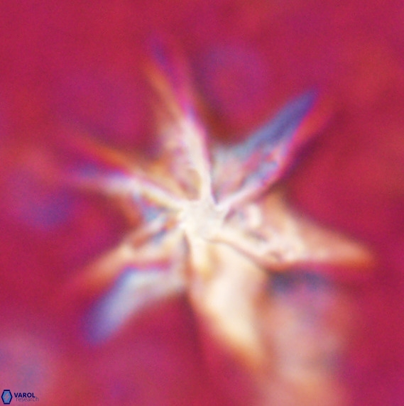 Discoaster lodoensis VR 025458