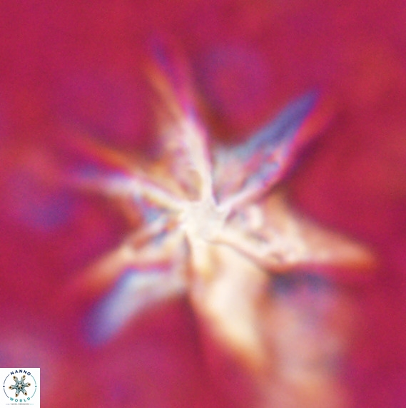 Discoaster lodoensis VR 025458