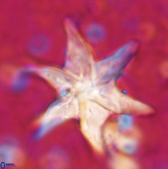 Discoaster lodoensis VR 025459