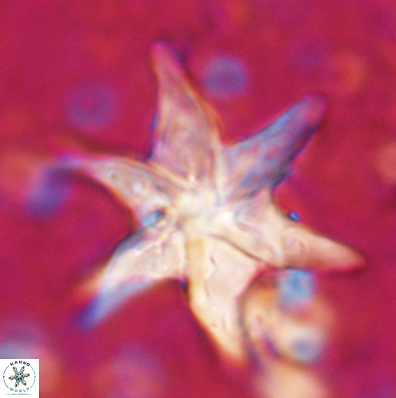 Discoaster lodoensis VR 025459