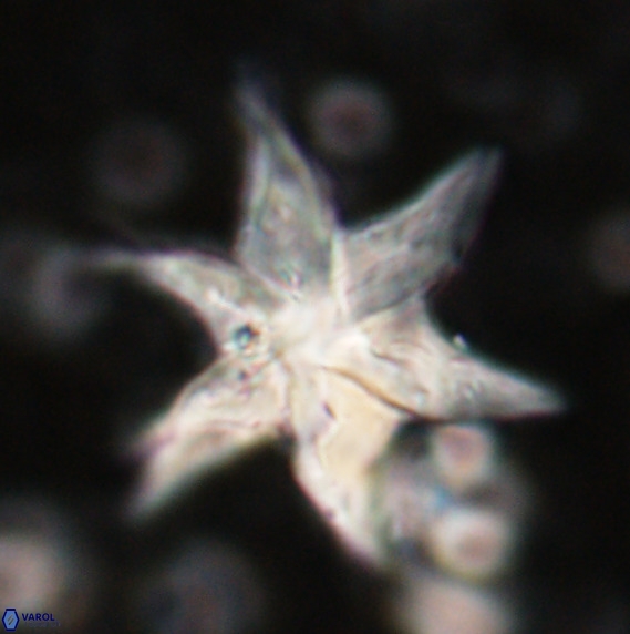 Discoaster lodoensis VR 025460