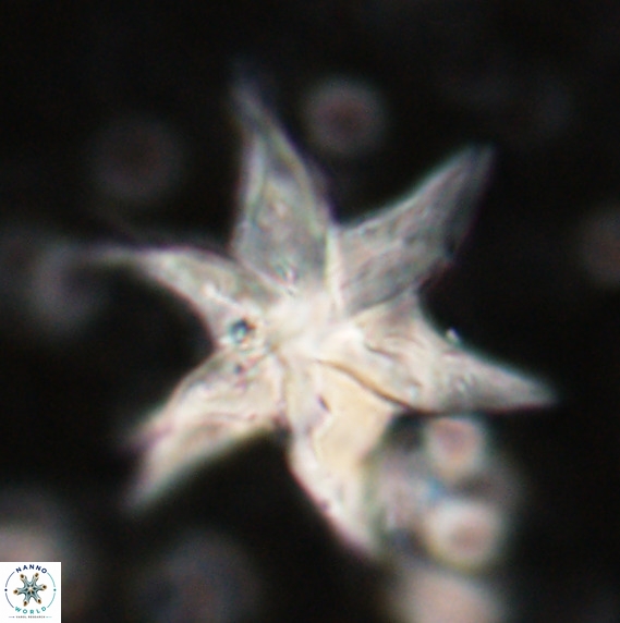Discoaster lodoensis VR 025460