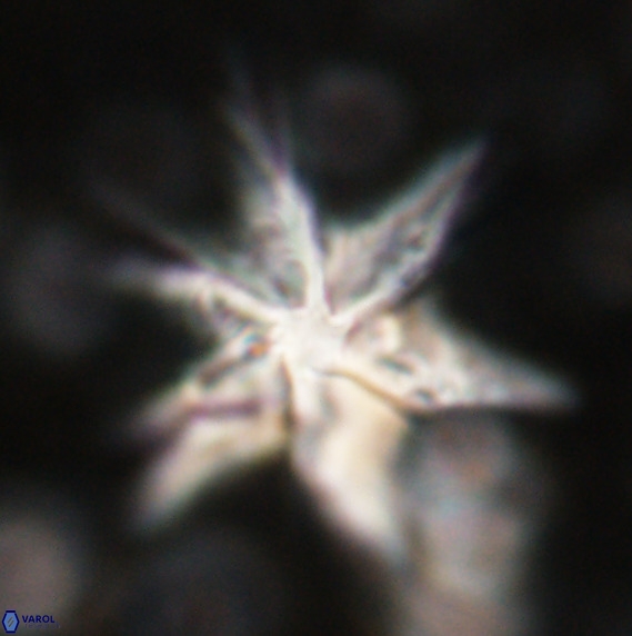 Discoaster lodoensis VR 025461