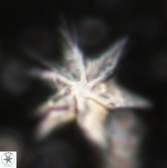 Discoaster lodoensis VR 025461