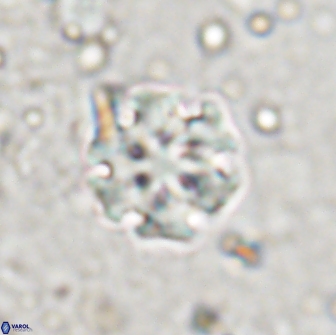 Discoaster pugliesei 13472