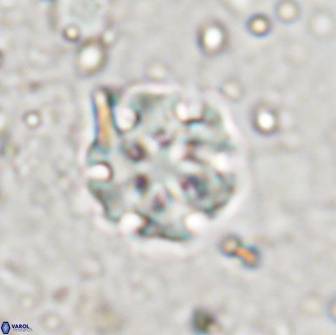 Discoaster pugliesei 13473