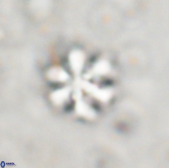 Discoaster pugliesei 13474