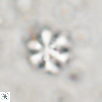 Discoaster pugliesei 13474