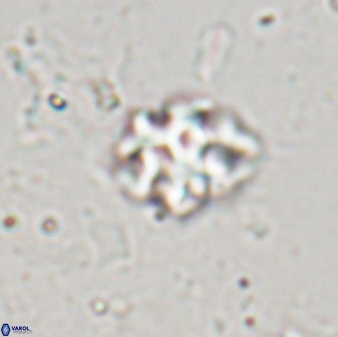 Discoaster pugliesei 29641