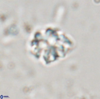 Discoaster pugliesei 29642