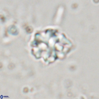 Discoaster pugliesei 29643