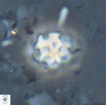 Discoaster pugliesei 29645