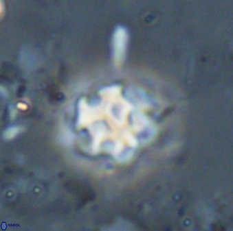 Discoaster pugliesei 29648