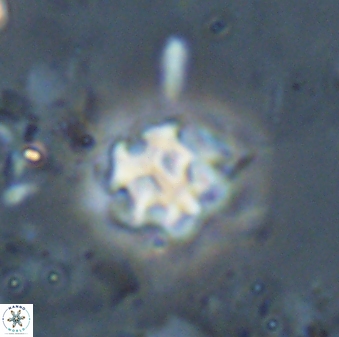 Discoaster pugliesei 29648