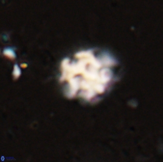 Discoaster pugliesei 29649