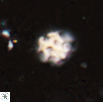 Discoaster pugliesei 29649