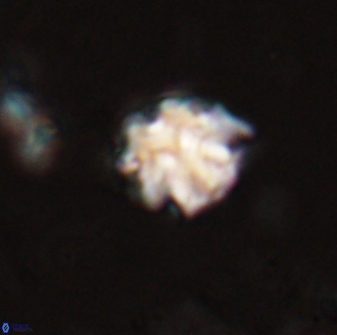 Discoaster pugliesei 29650