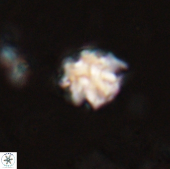 Discoaster pugliesei 29650