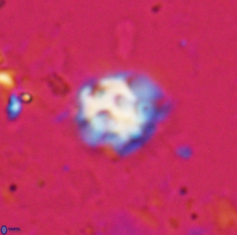 Discoaster pugliesei 29653