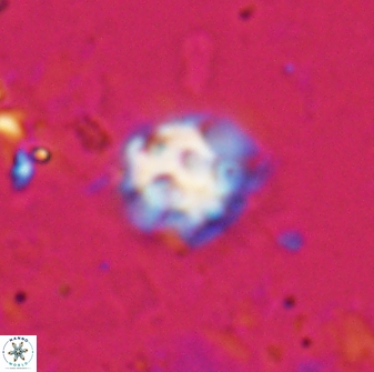 Discoaster pugliesei 29653