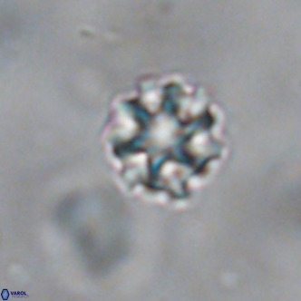 Discoaster puvillandii VR 18138