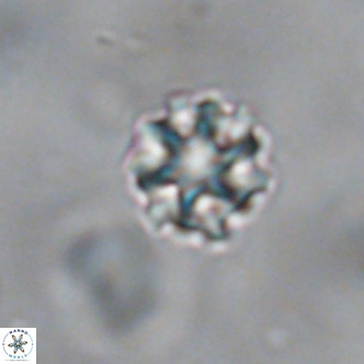 Discoaster puvillandii VR 18138